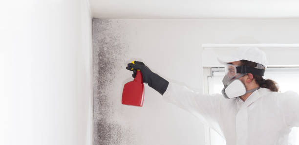 Best Mold Damage Repair  in Fort Leonard Wood, MO