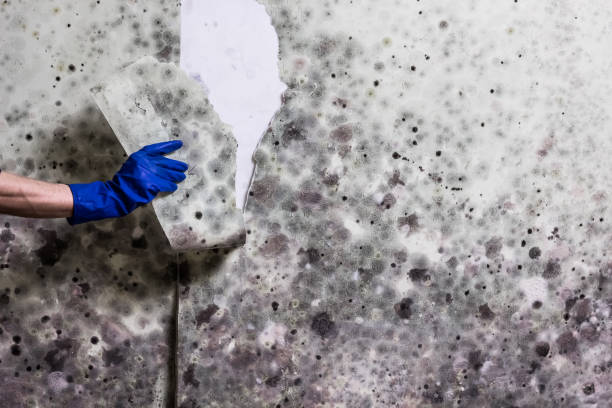Best Commercial Mold Removal  in Fort Leonard Wood, MO