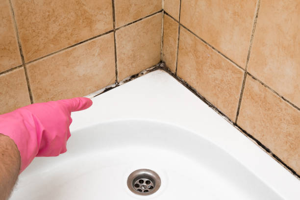 Office Mold Removal Services in Fort Leonard Wood, MO